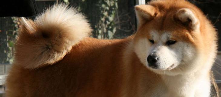 Psi rase akita inu