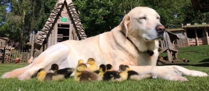 Labrador-cuva-pacice