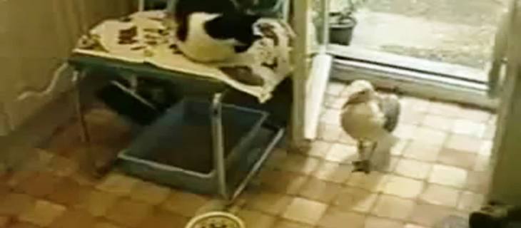 Lenja mačka i galeb
