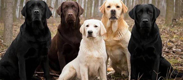 Psi rase - labrador retriver