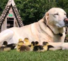 Labrador-cuva-pacice