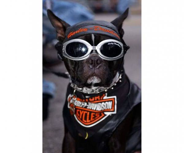 Psi:: Chopper-pas-biker