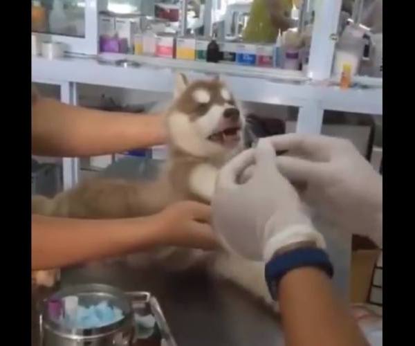 Psi:: Haski kod veterinara