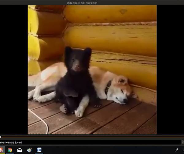 Psi:: Akita-i-medved