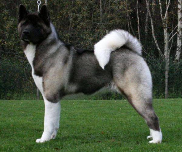 Psi (Rase)::Psi rase akita inu