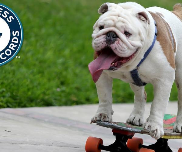 Psi:: Buldog vozi skejt