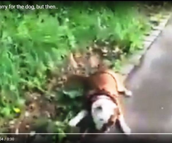 Psi:: Buldog se kotrlja po travi