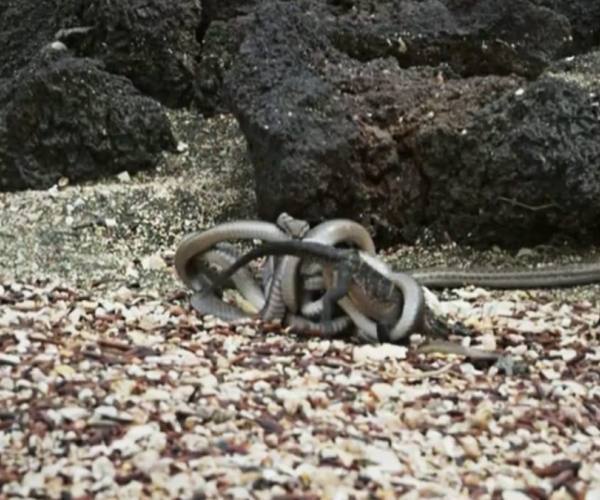 Divlje životinje:: Iguana i zmije