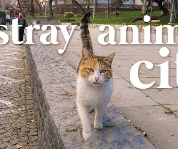 Istambul-grad-lutalica