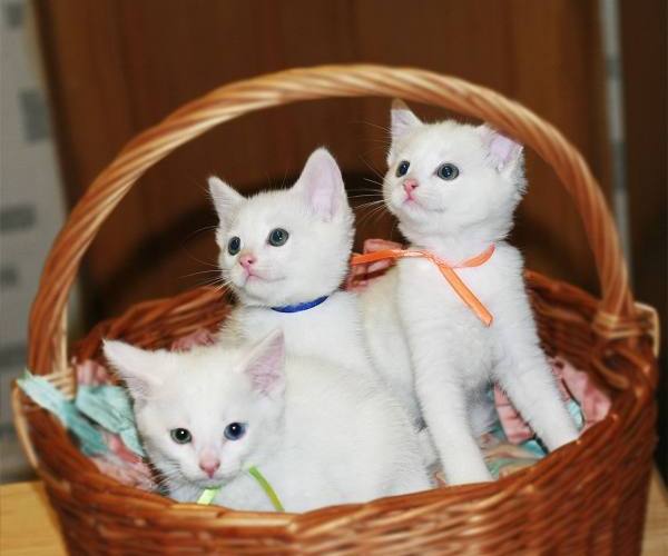 Kao mani mačka