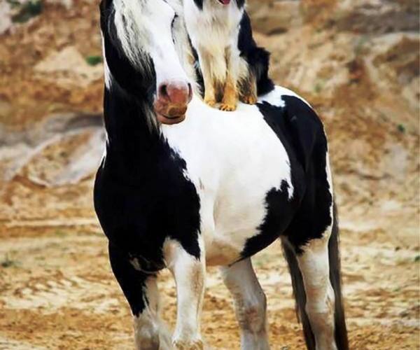Zanimljivosti - konj i pas sa istim šarama