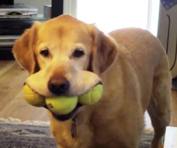 Psi:: Labrador i teniske loptice