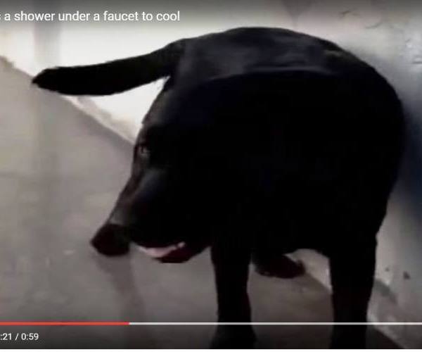 Psi:: Labrador Dara se tušira