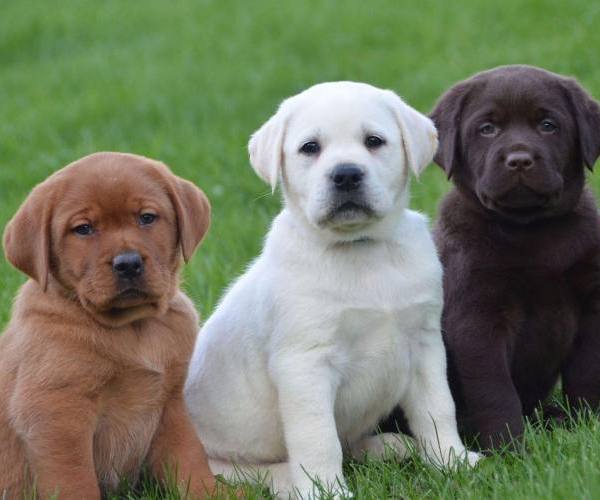 Psi (Rase)::Psi rase - labrador retriver