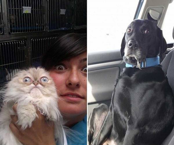 Ljubimci koji ne žele kod veterinara