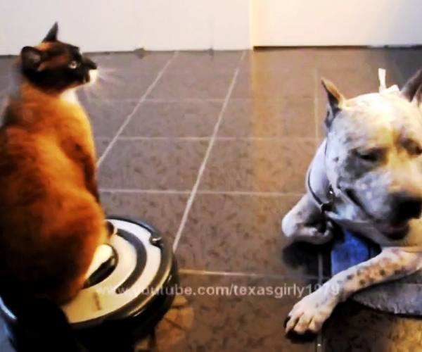 Mačke:: Mačka i pitbul