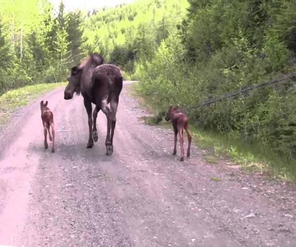 Divlje životinje:: Mama los sa mladuncima