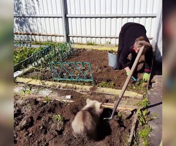 Divlje životinje:: Divlje životinje - medved u bašti
