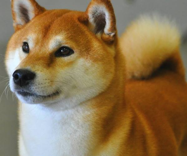 Psi:: narandzasta shiba stoji