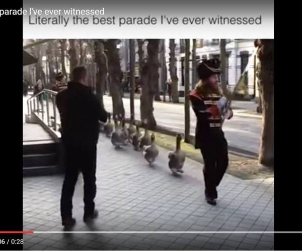 Ptice:: Parada gusaka