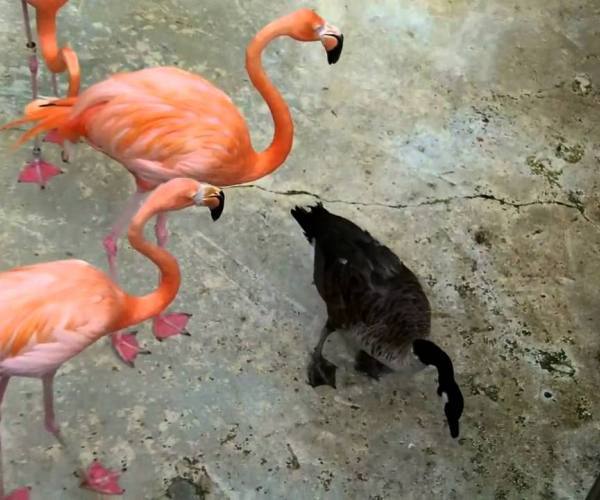 Zanimljivosti - patka misli da je flamingo