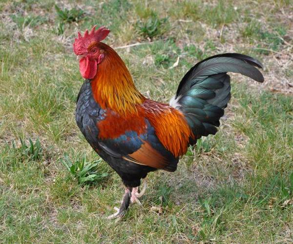 Zanimljivosti - petao Rudi iz Pitsburga