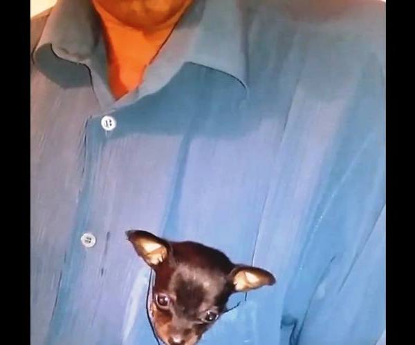 Psi:: Pocket puppy