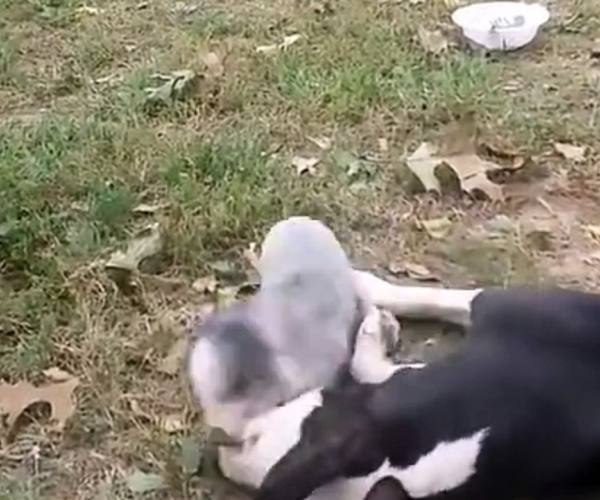 Psi:: Prase i pitbul