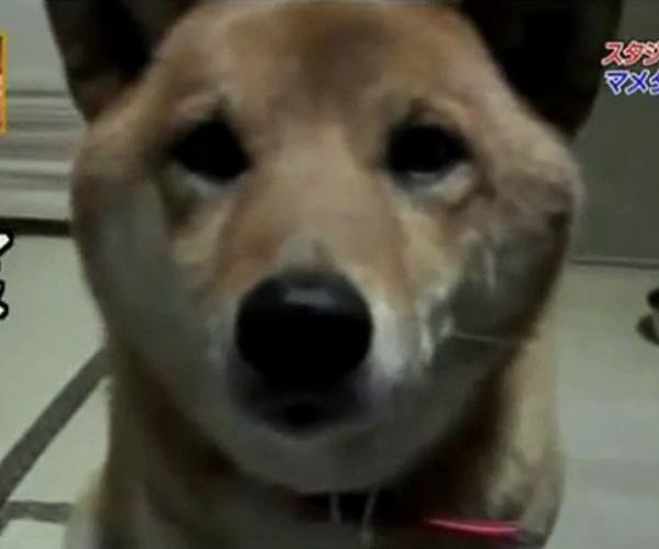 Psi:: Shiba laje tiho