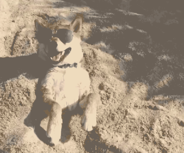 Psi:: shiba inu pas uziva na plazi