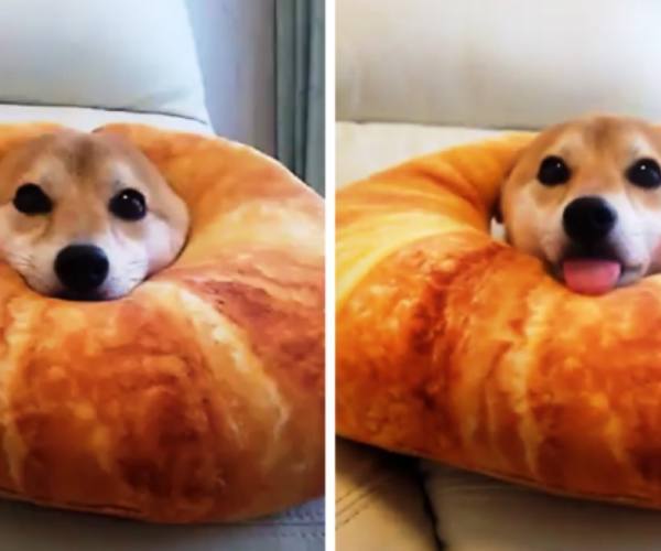 Psi:: Pas shiba i usi